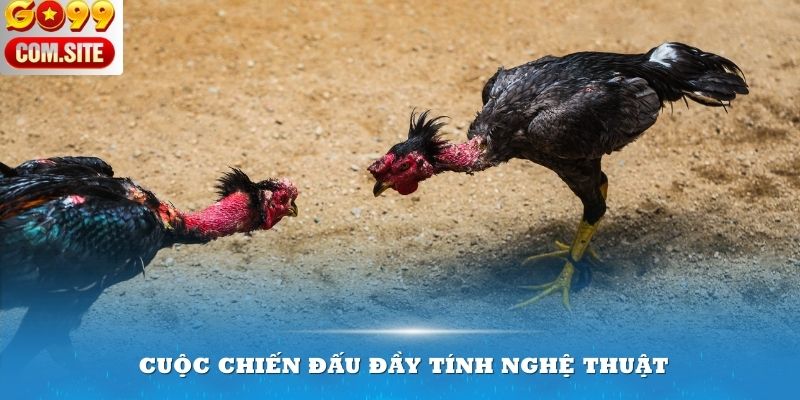 Mỗi trận chọi gà đòn là một cuộc chiến đấu đầy tính nghệ thuật